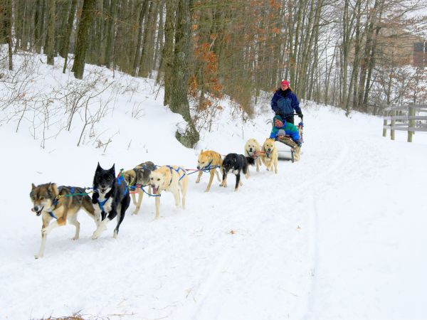 Dog Sledding Dog Sledding
